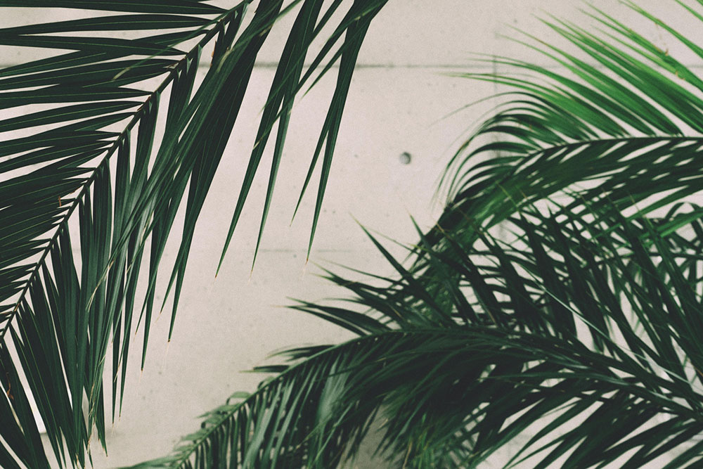 Palm Tree, czyli nasze ukochane palmy i rośliny palmo podobne